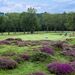 <Royal Ashdown 14th hole