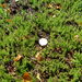 <Same day, same place. Vibrant heather just 5 months after clearance