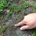 <August 2013 again - tiny heather plants in bare areas breaking through